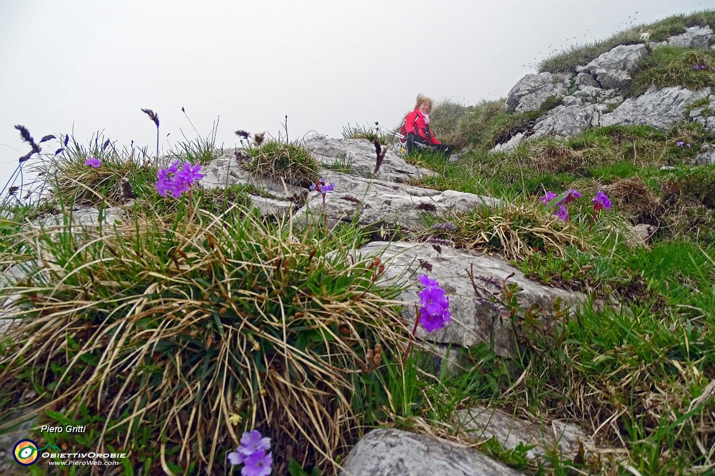 41 Cresta fiorita di primula di l Lombardia.JPG -                                